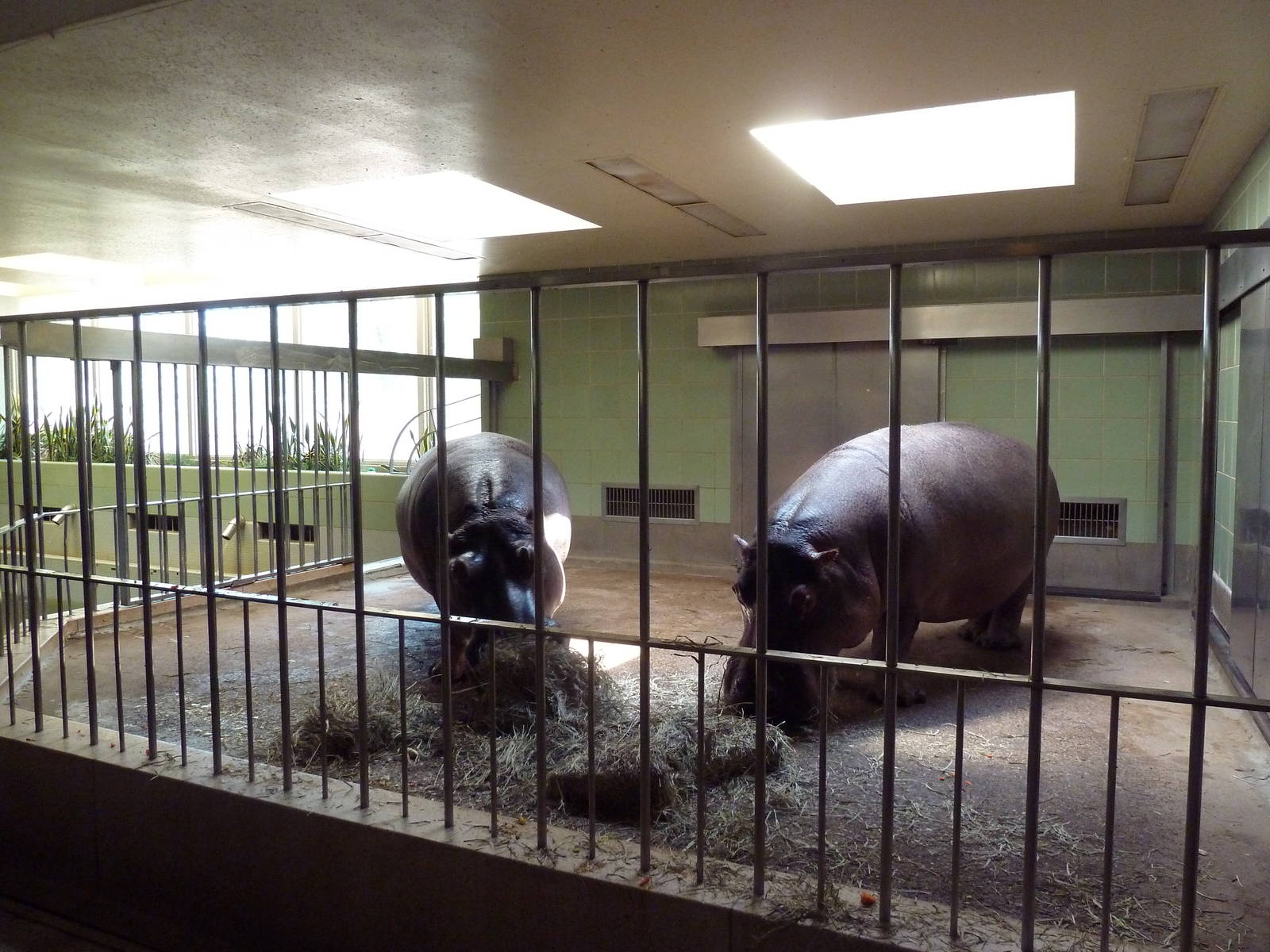 Aquatics Building - Nile Hippo Indoor Exhibit