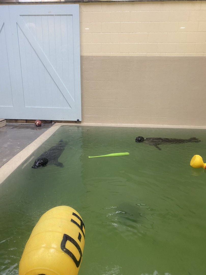 Aquatics building- renovated harbor seal “quarantine pool”