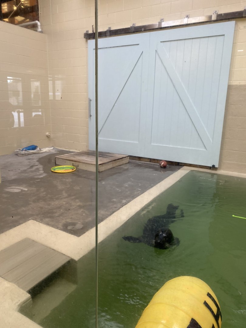 Aquatics building- renovated harbor seal “quarantine pool”