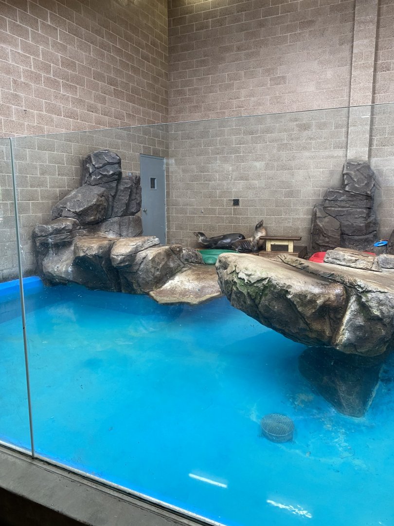 Aquatics- indoor harbor seal & California sea lion exhibit.