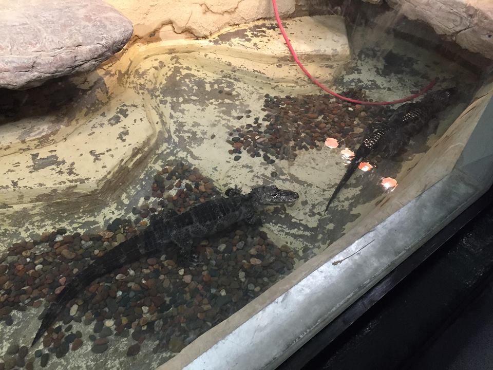 Aquatics-Reptile Center