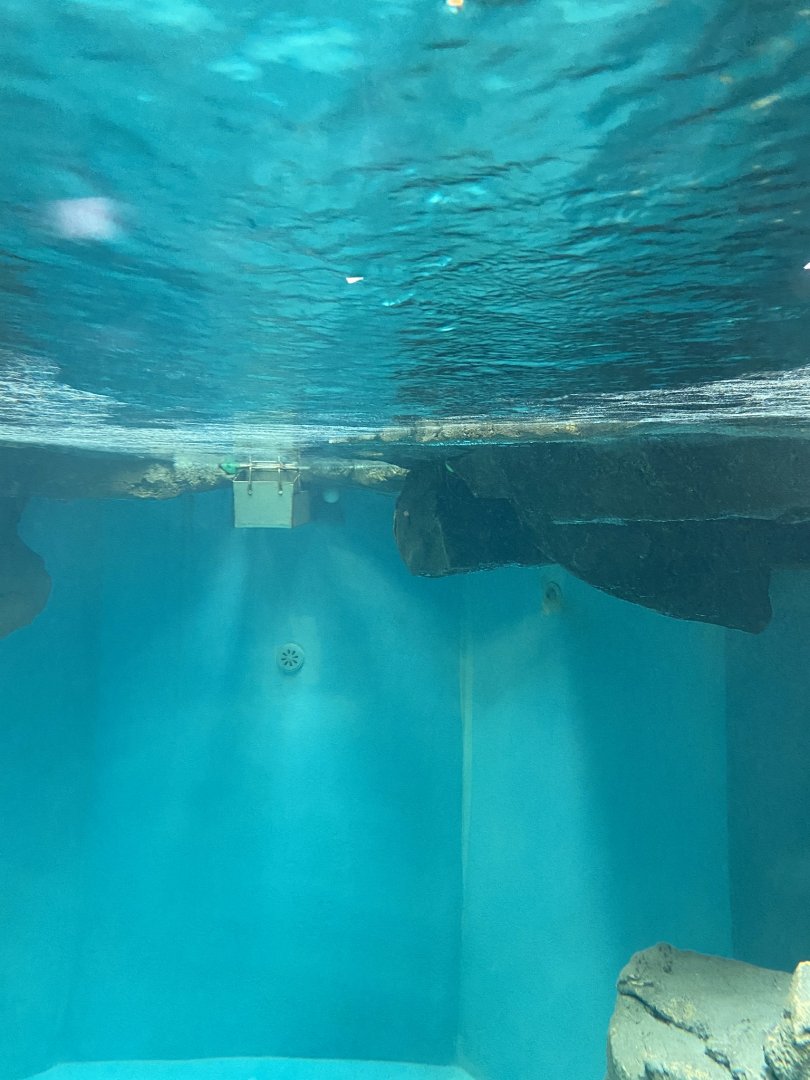 Aquatics- Tufted Puffin exhibit underwater viewing