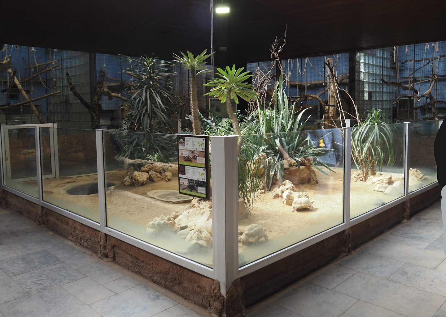 Äquatorium - Leopard tortoise and Hermann's tortoise exhibit, 2024-06-08