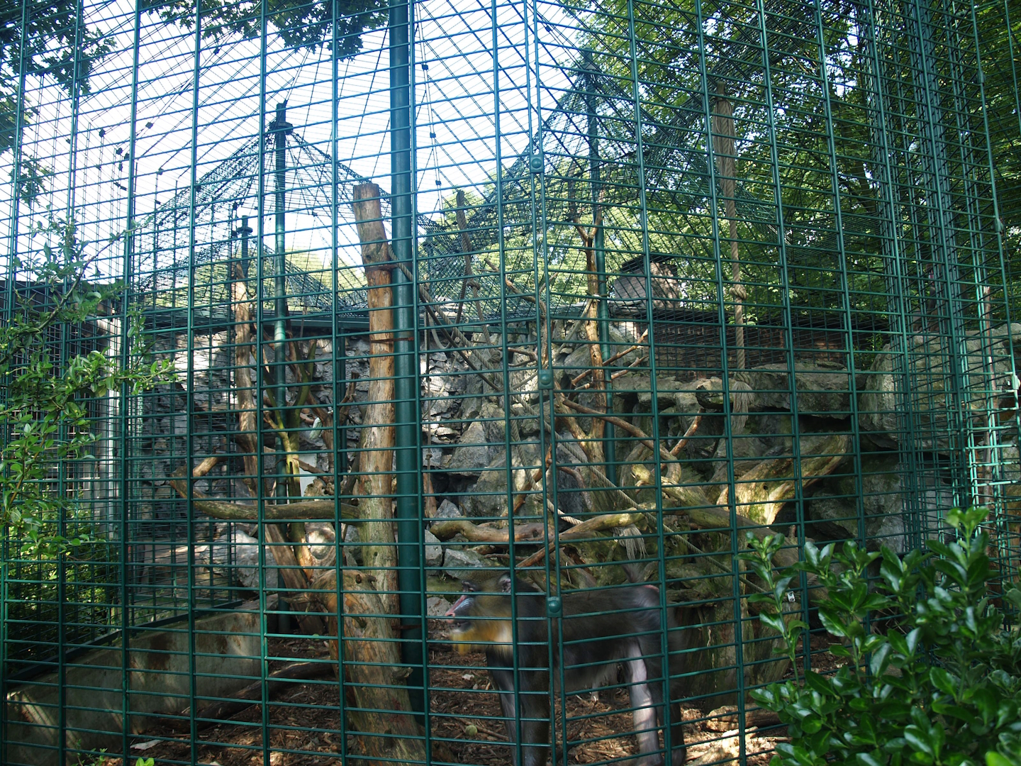 Äquatorium - Mandrill outdoor cage (Now no longer visible), 2008-08-06