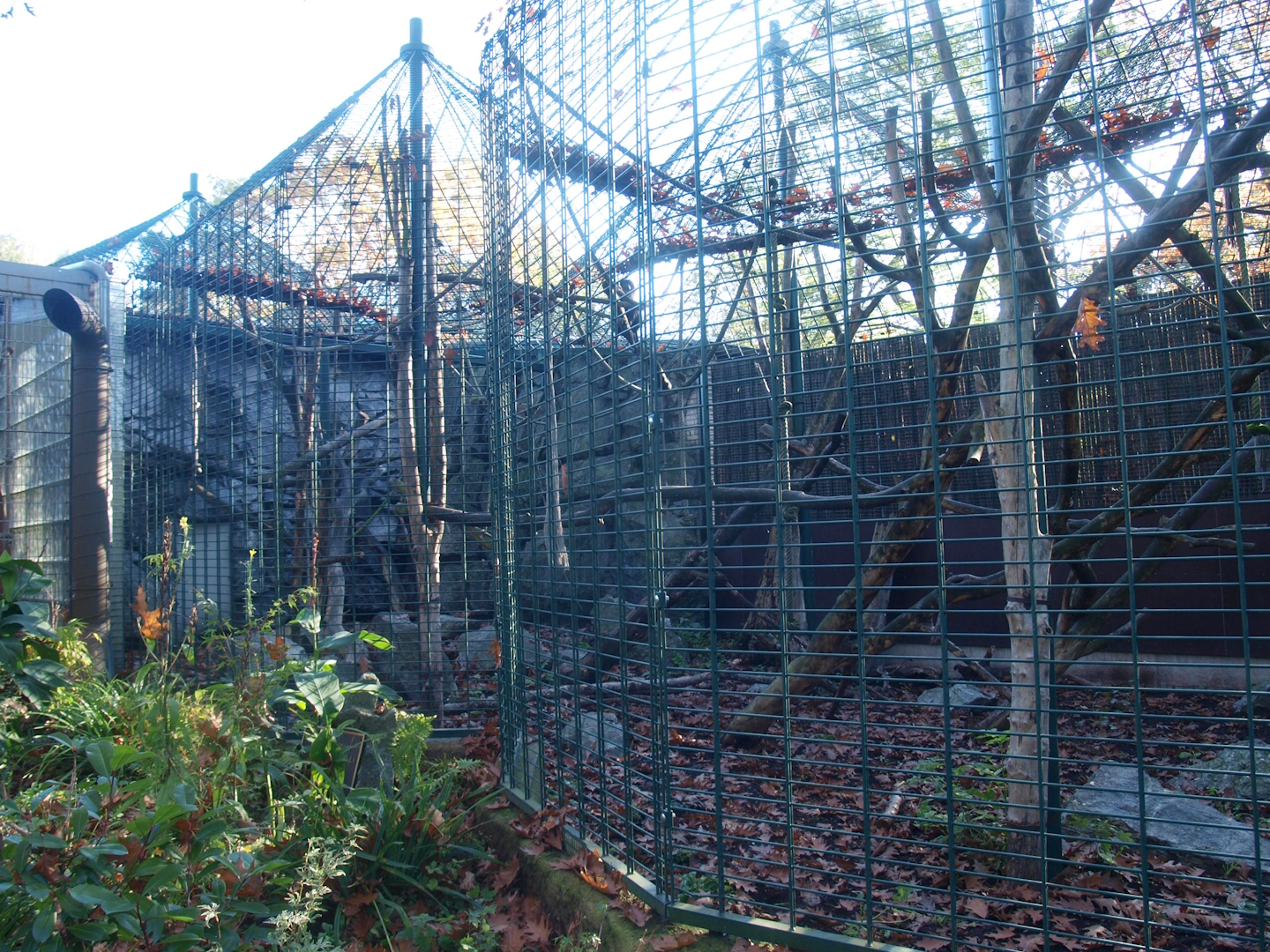 Äquatorium - Mandrill outdoor cage (Now no longer visible), 2014-10-19