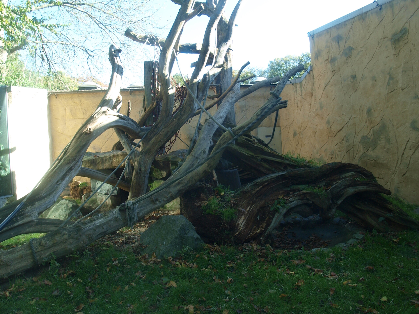 Äquatorium - Orangutan outdoor exhibit, 2014-10-19