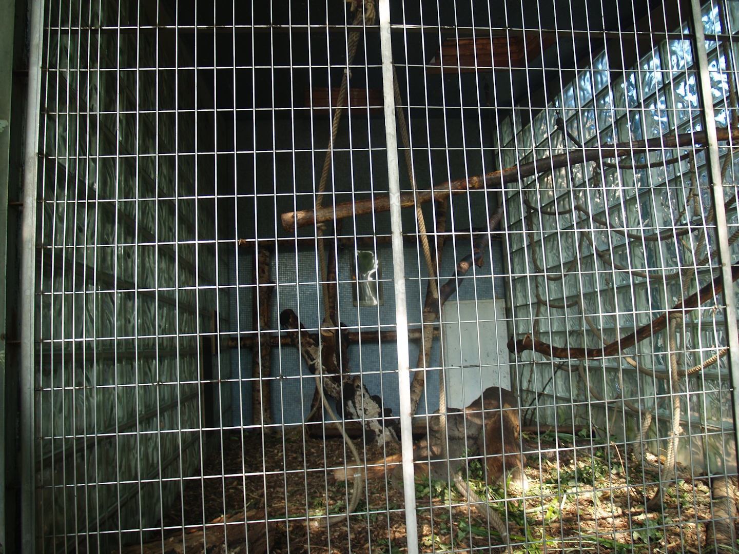 Äquatorium - Primate outdoor cage (Now no longer visible), 2008-08-06