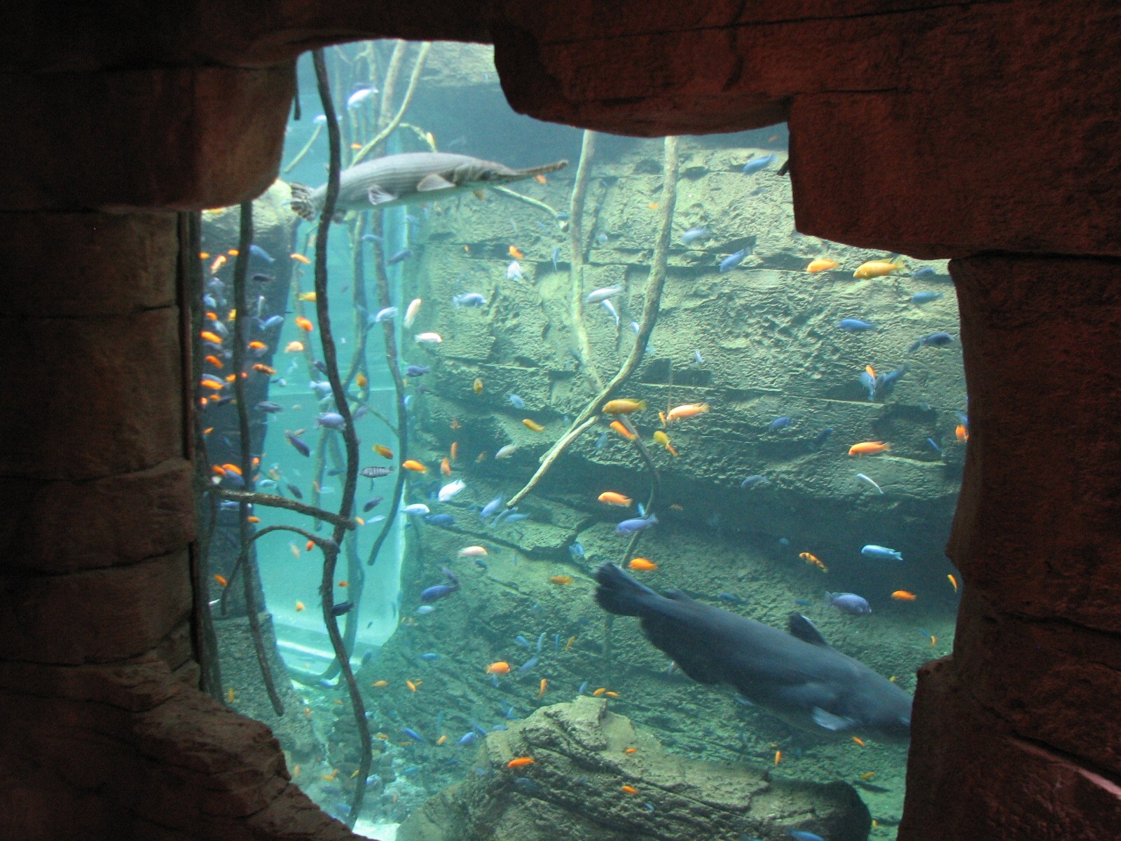 Aquaventure - Cenote - Alligator Gar Exhibit