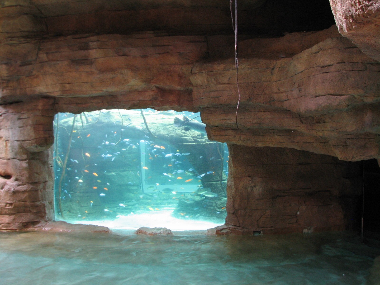 Aquaventure - Cenote - Aquarium