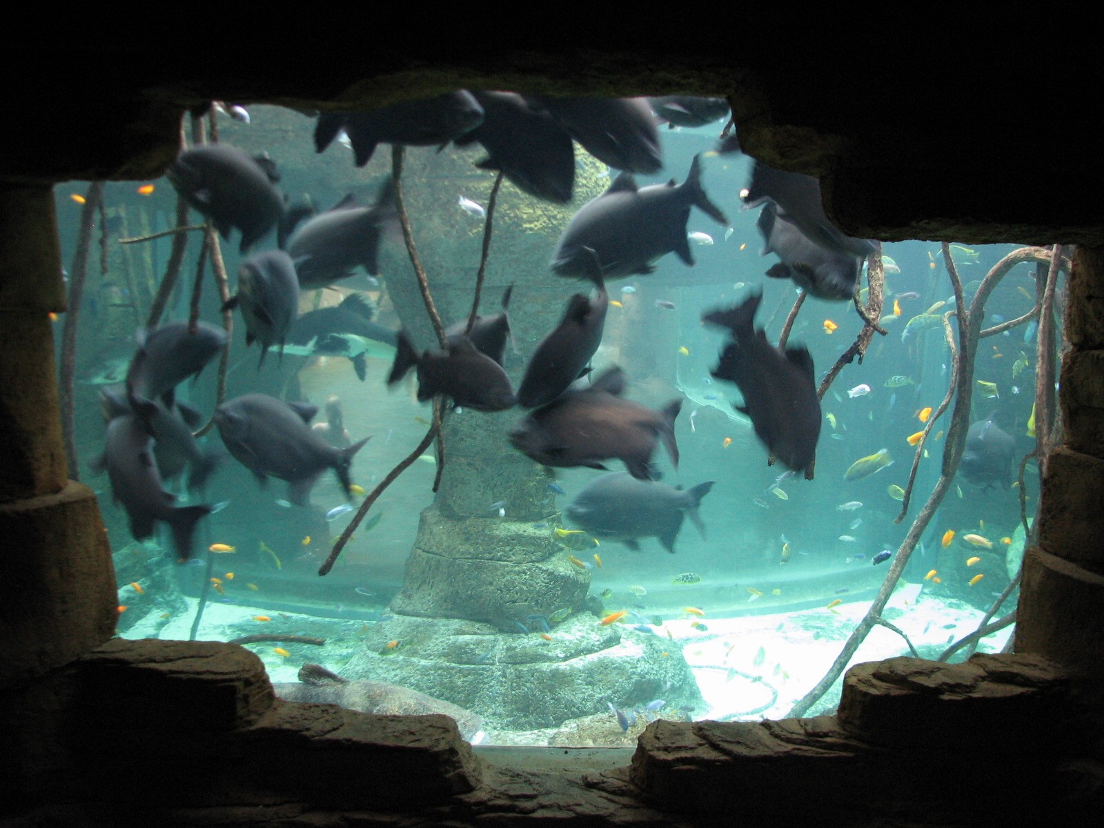 Aquaventure - Cenote - Pacu Exhibit