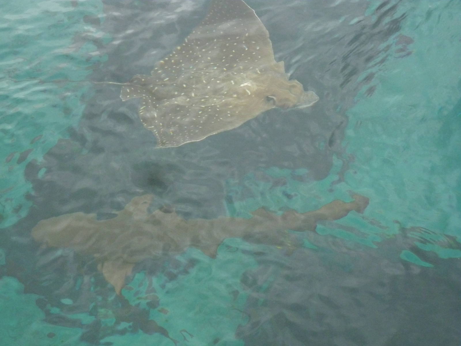 Aquaventure tank from above