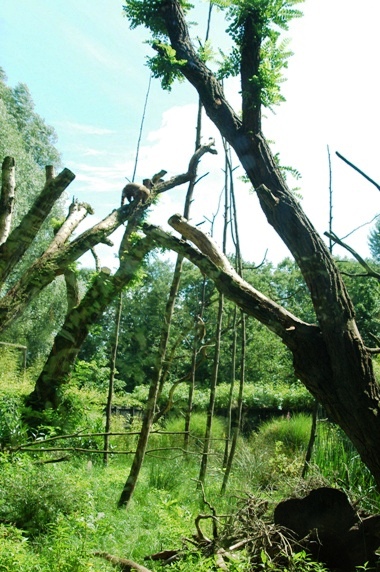 Aquazoo Friesland in Leeuwarden (NL) Coati 2008