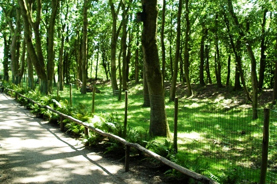 Aquazoo Friesland in Leeuwarden (NL) duiker 2008