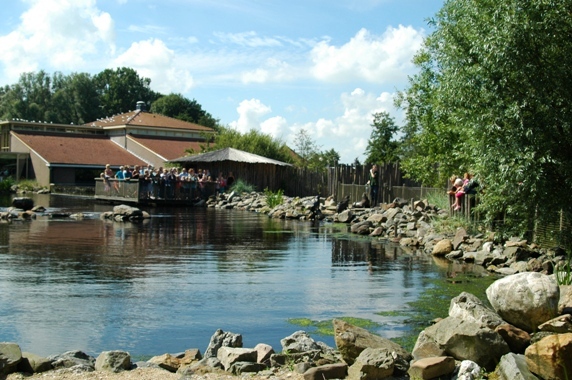 Aquazoo Friesland in Leeuwarden (NL) Fur seal 2008