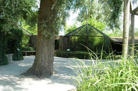 Aquazoo Friesland in Leeuwarden (NL) Tamarins 2008