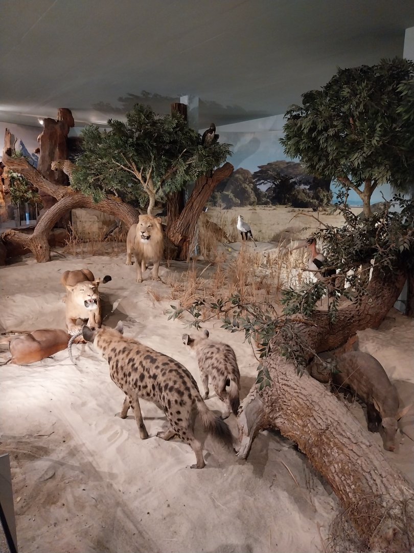 Aquazoo Schmiding - Evolution museum - Africa display