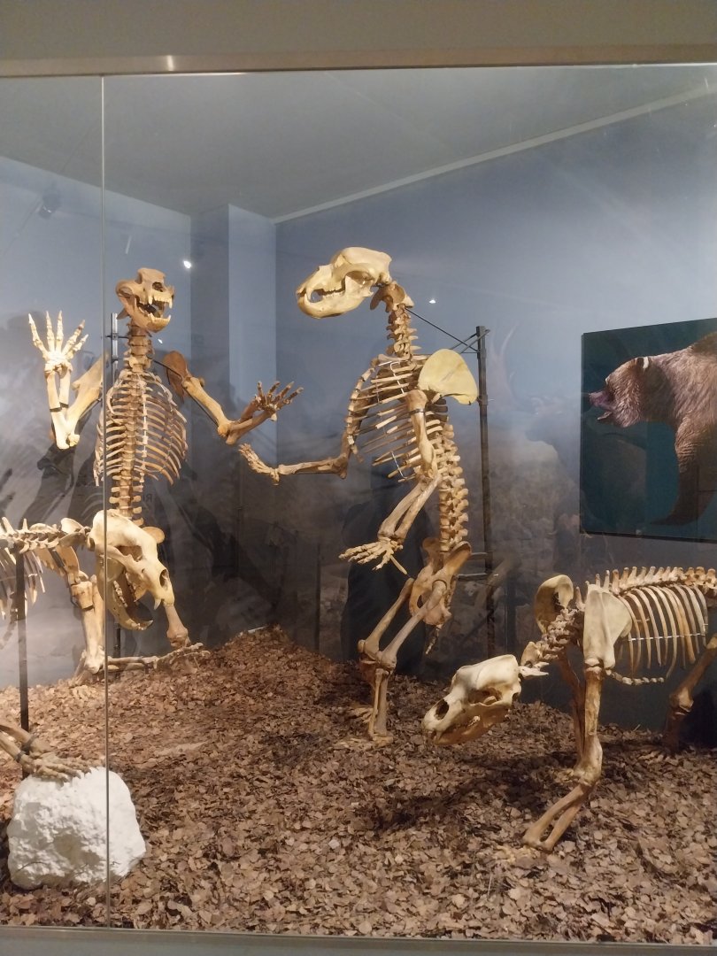 Aquazoo Schmiding - Evolution museum - Cave bear (Ursus spelaeus)