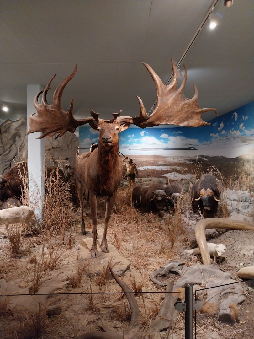 Aquazoo Schmiding - Evolution museum - Giant deer (Megaloceros giganteus)