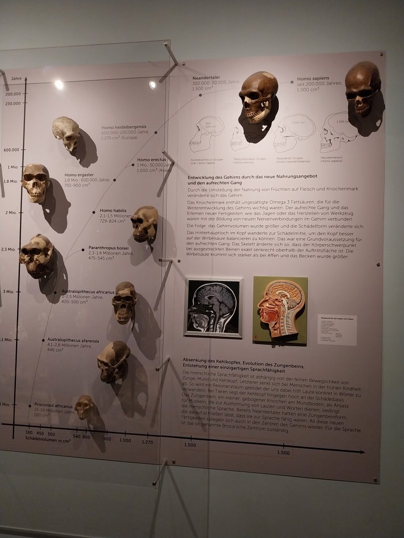 Aquazoo Schmiding - Evolution museum - Hominini