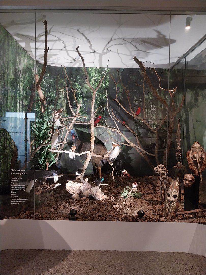 Aquazoo Schmiding - Evolution museum - Papua New Guinea display
