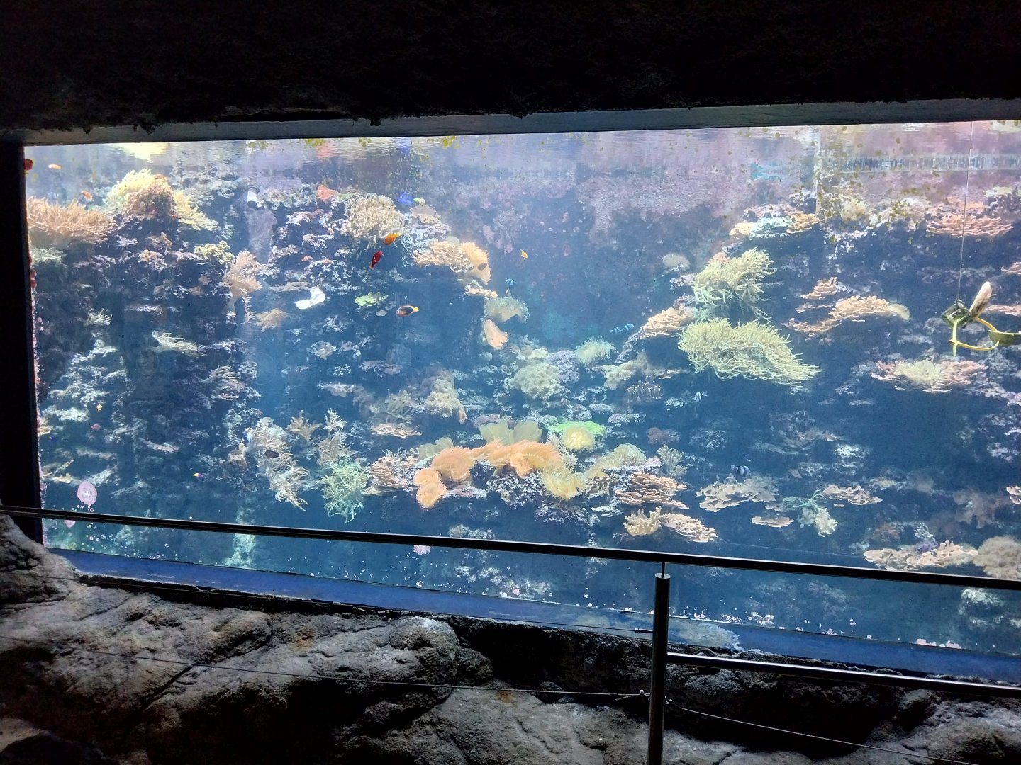 Aquazoo Schmiding - Indopacific coral reef