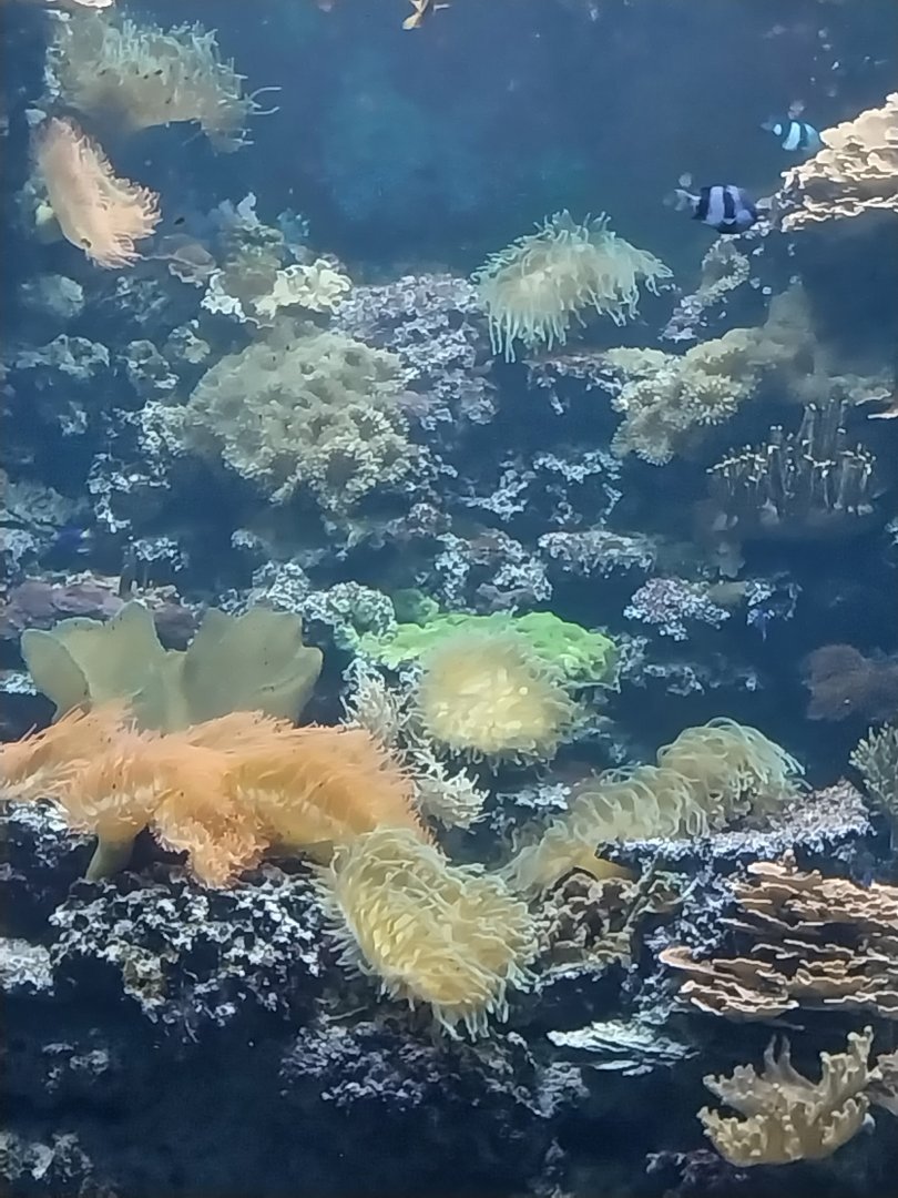 Aquazoo Schmiding - Indopacific coral reef