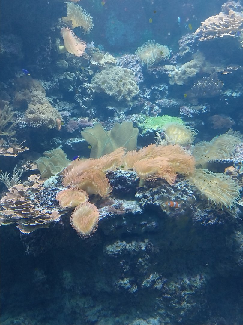 Aquazoo Schmiding - Indopacific coral reef