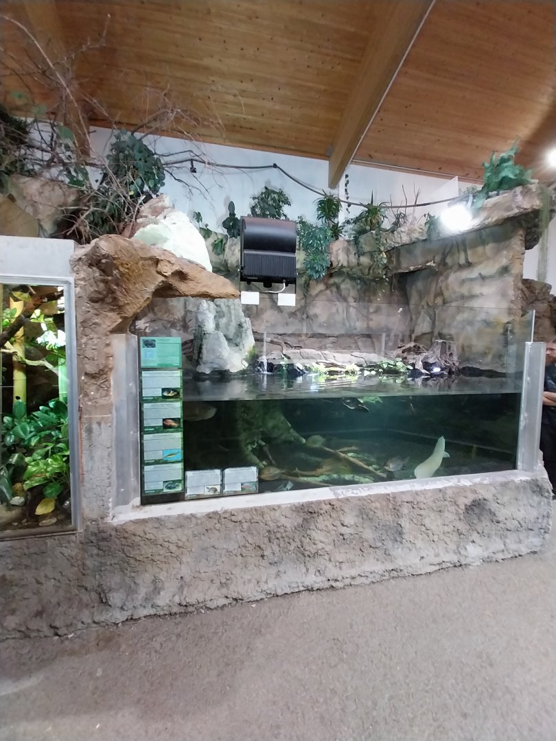 Aquazoo Schmiding - Lebensraum Amazonas - Ciclids