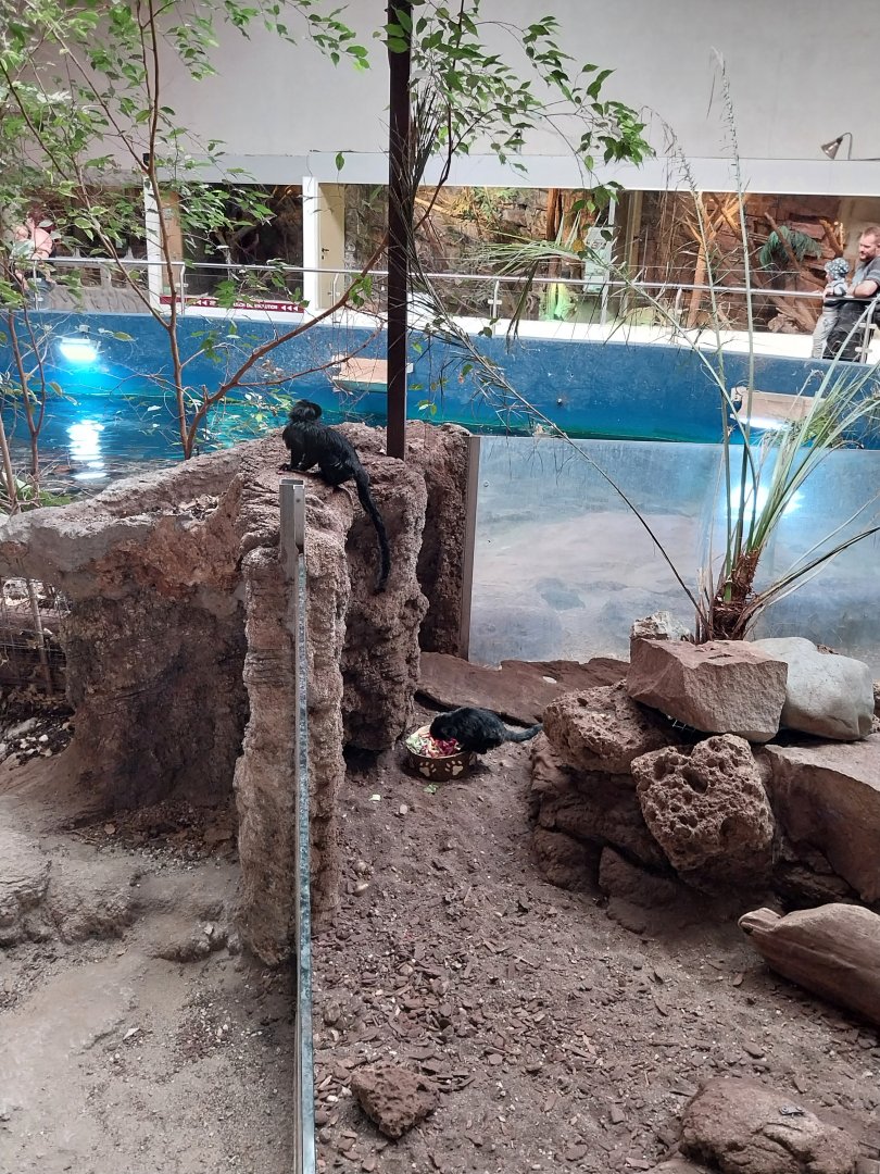 Aquazoo Schmiding - Lebensraum Amazonas - Goeldi's monkey (Callimico goeldii)