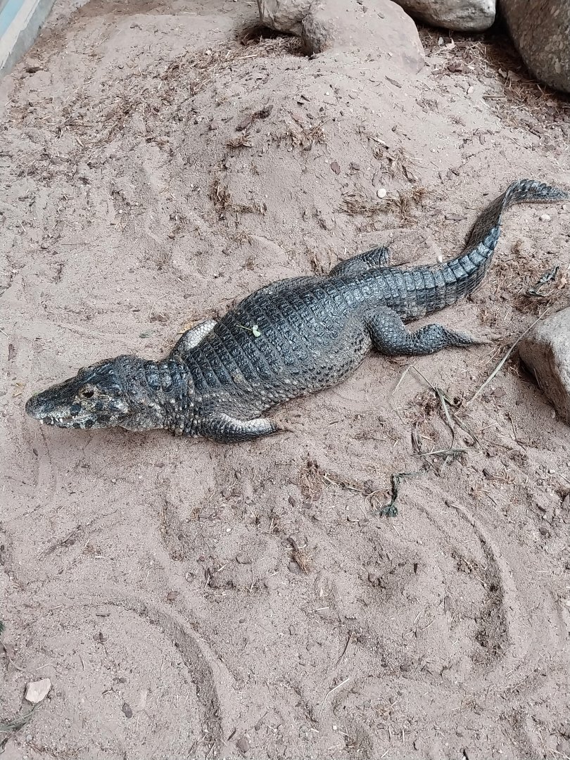 Aquazoo Schmiding - Lebensraum Amazonas - Spectacled caiman (Caiman crocodilus)