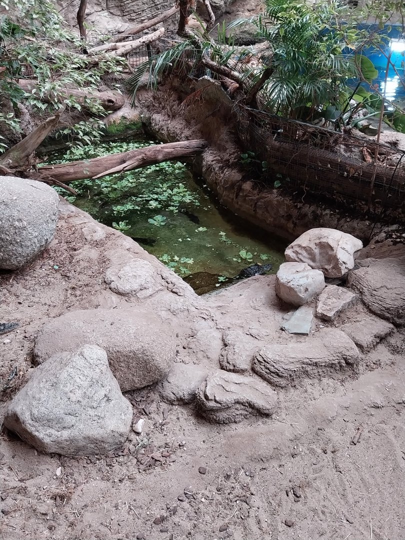 Aquazoo Schmiding - Lebensraum Amazonas - Spectacled caiman enclosure