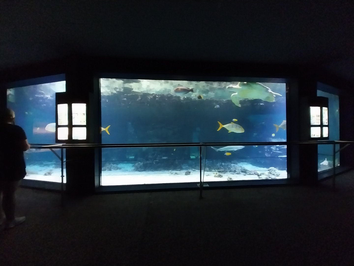 Aquazoo Schmiding - Sea turtle aquarium