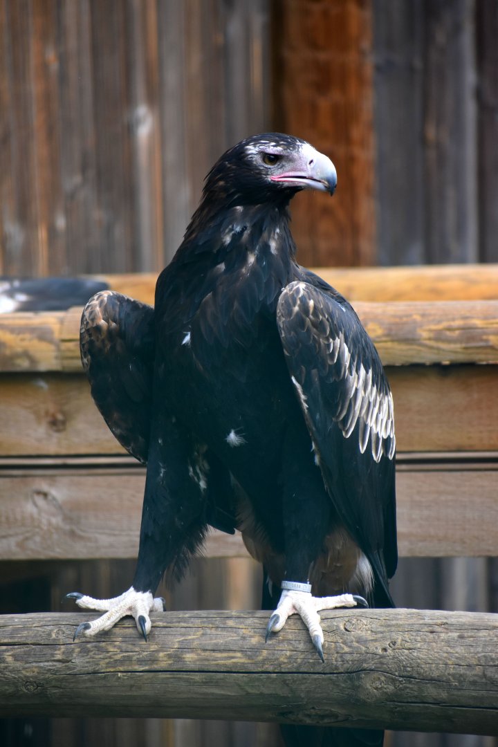 Aquila audax - Wedge-tailed Eagle