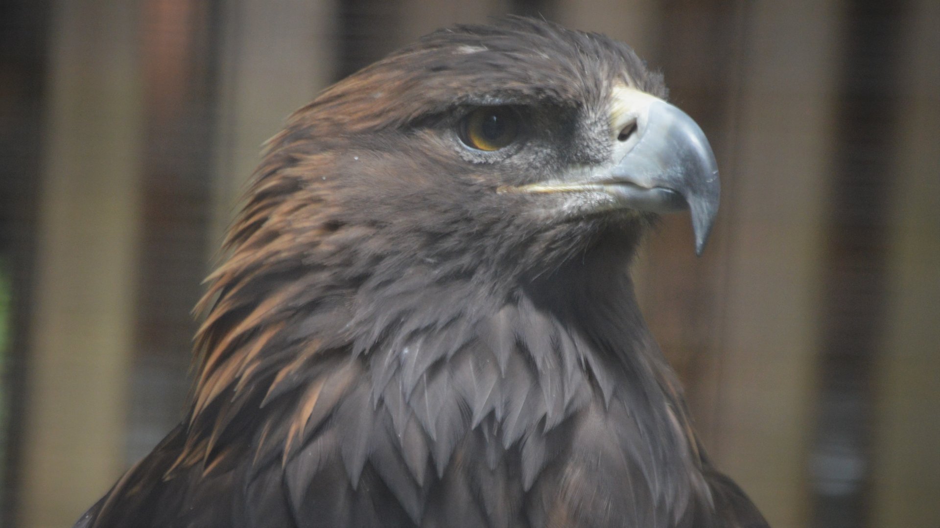 Aquila chrysaetos canadensis