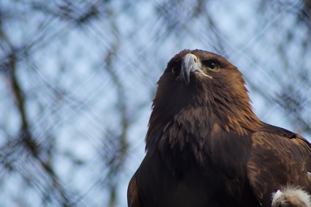 Aquila chrysaetos