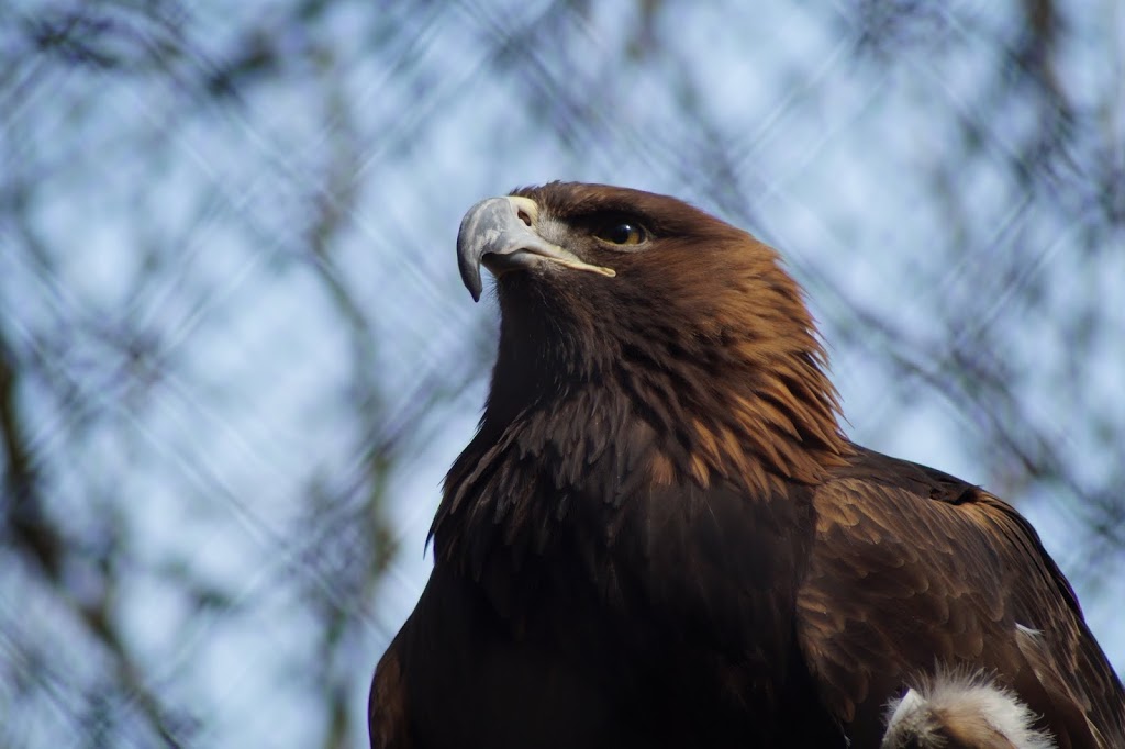 Aquila chrysaetos