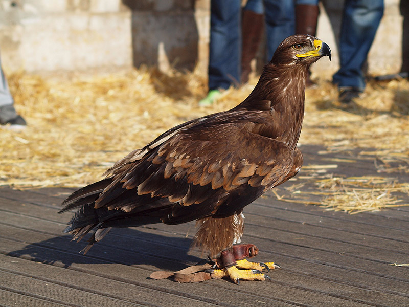 Aquila nipalensis or Aquila rapax (or hybrid)