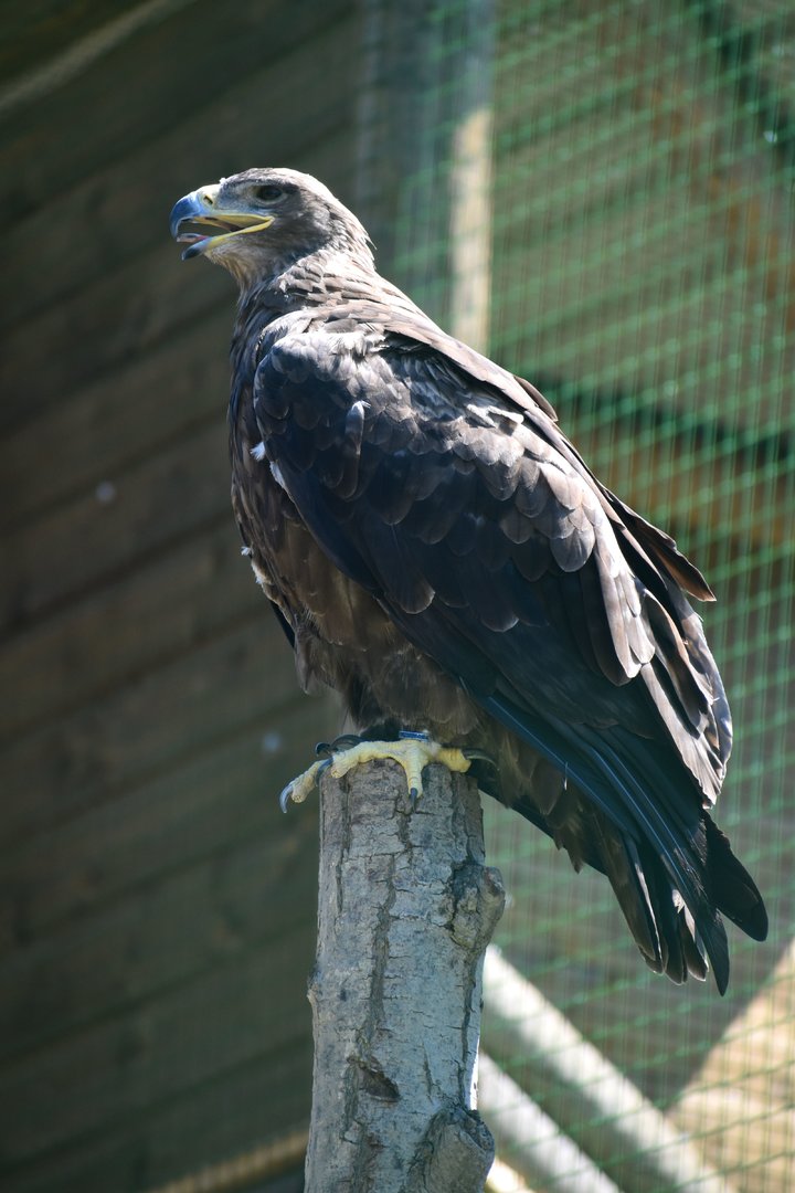 Aquila nipalensis - Steppe Eagle