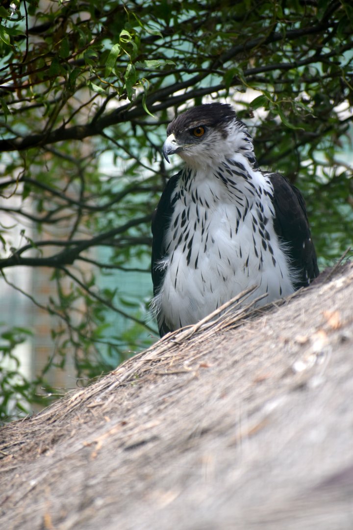 Aquila spilogaster - African Hawk-Eagle