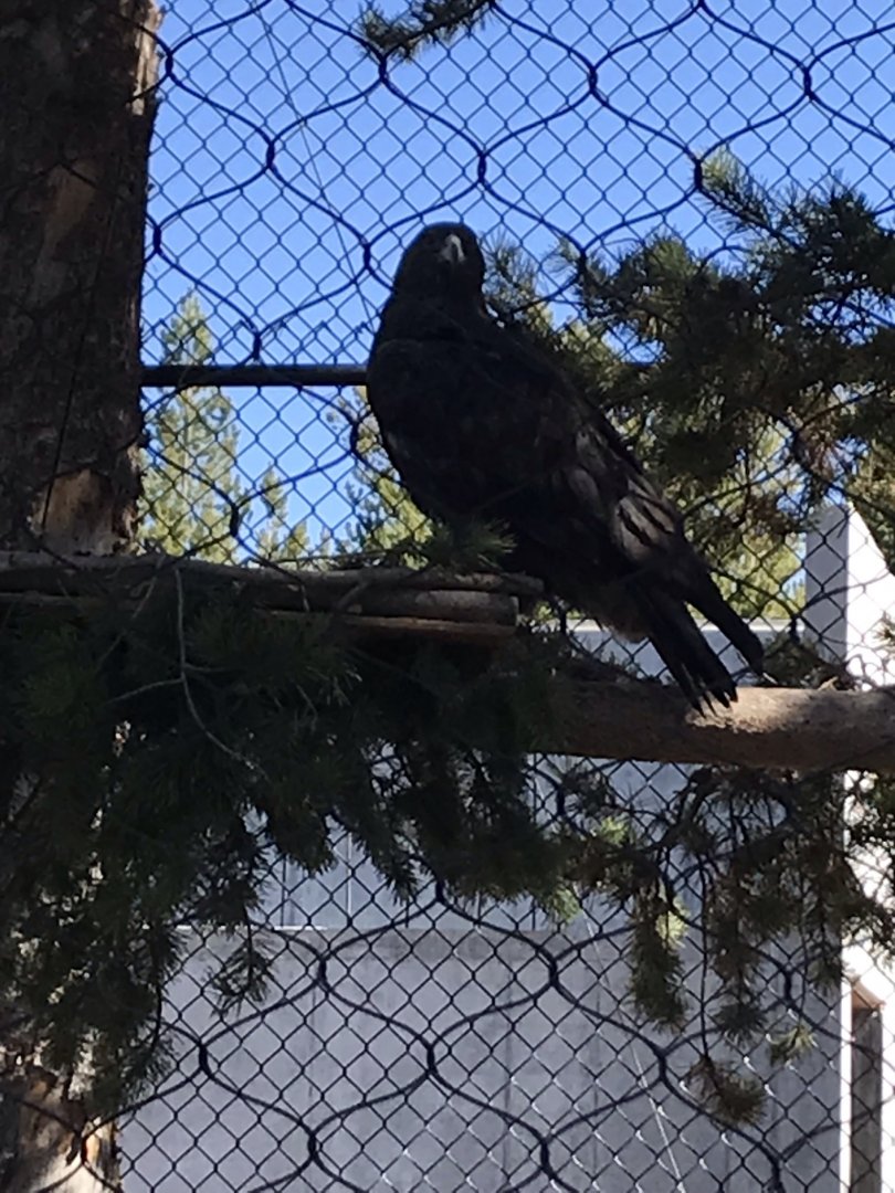 Aquila the Golden Eagle