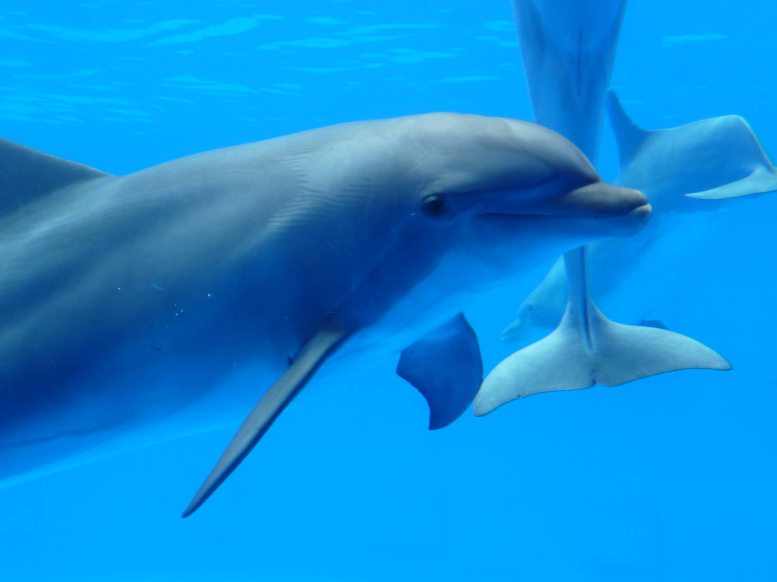 Aquopolis - La Pineda