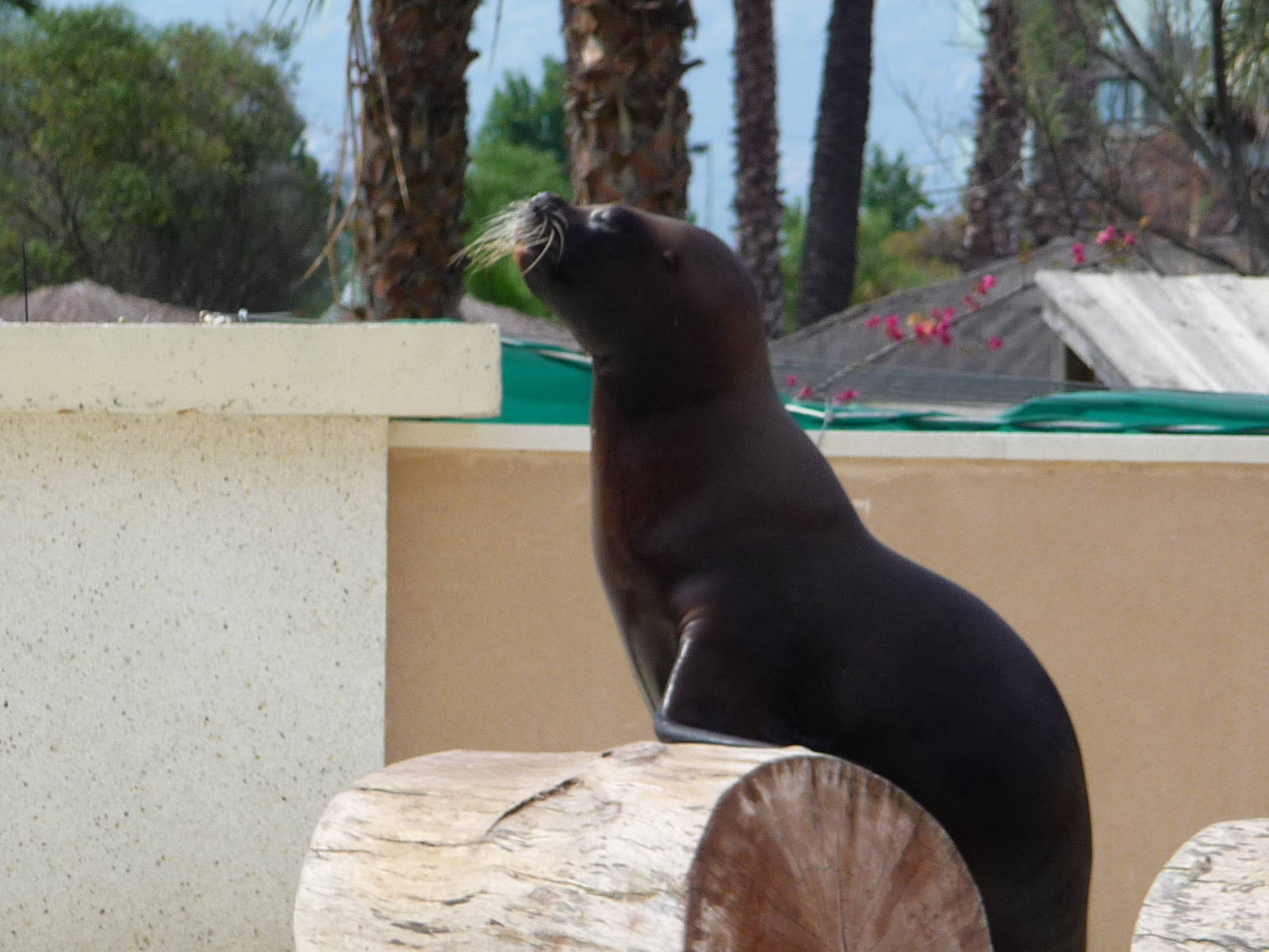 Aquopolis - La Pineda