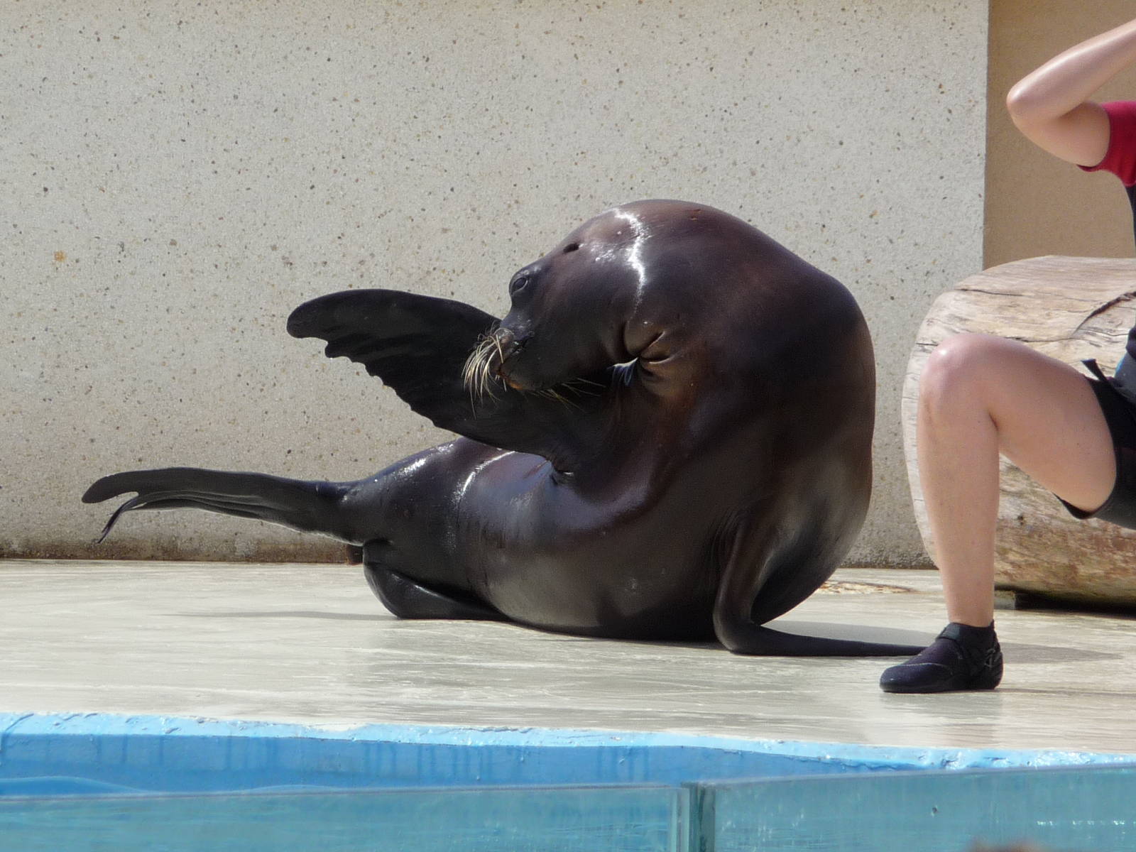 Aquopolis - La Pineda