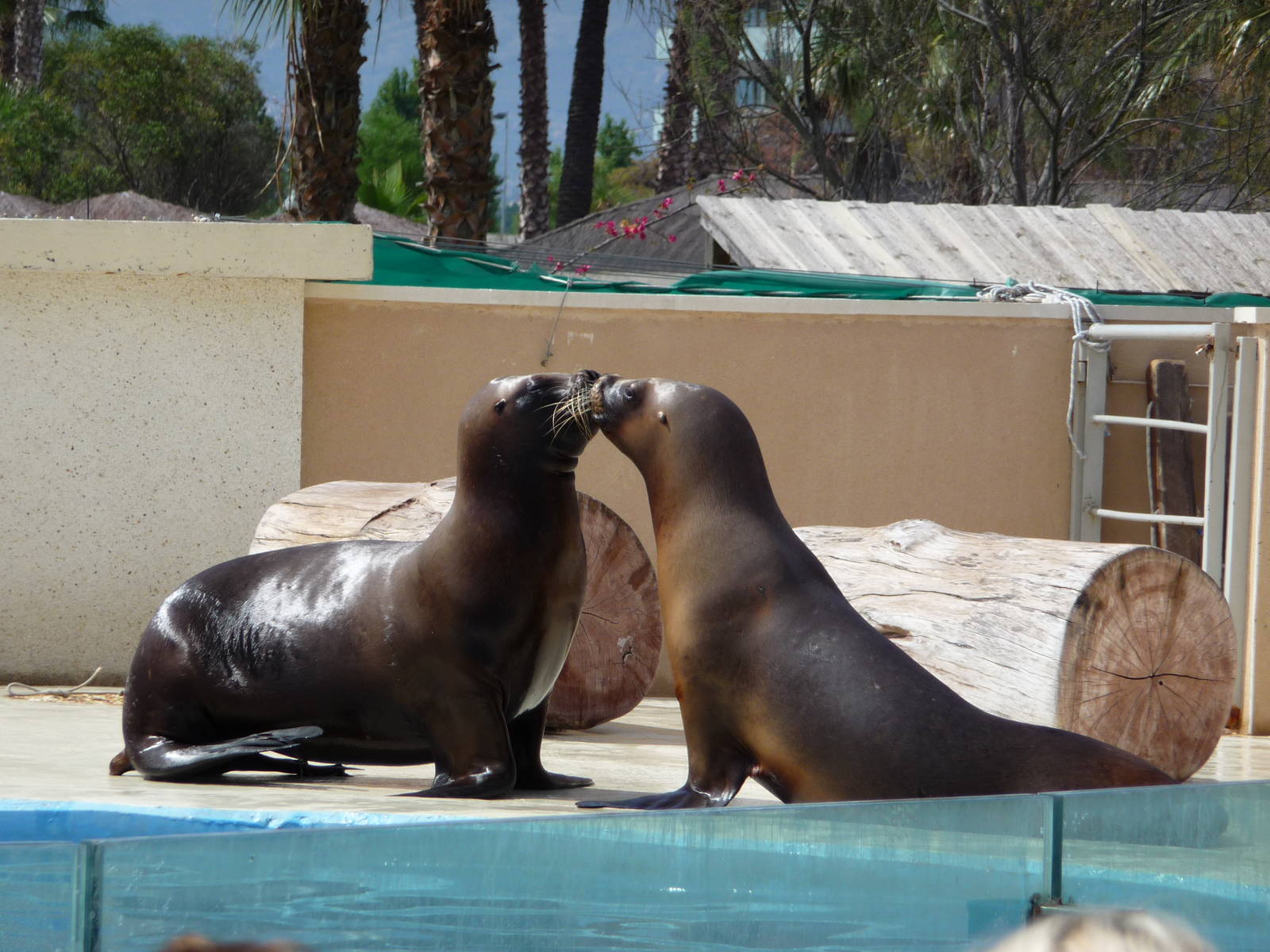 Aquopolis - La Pineda