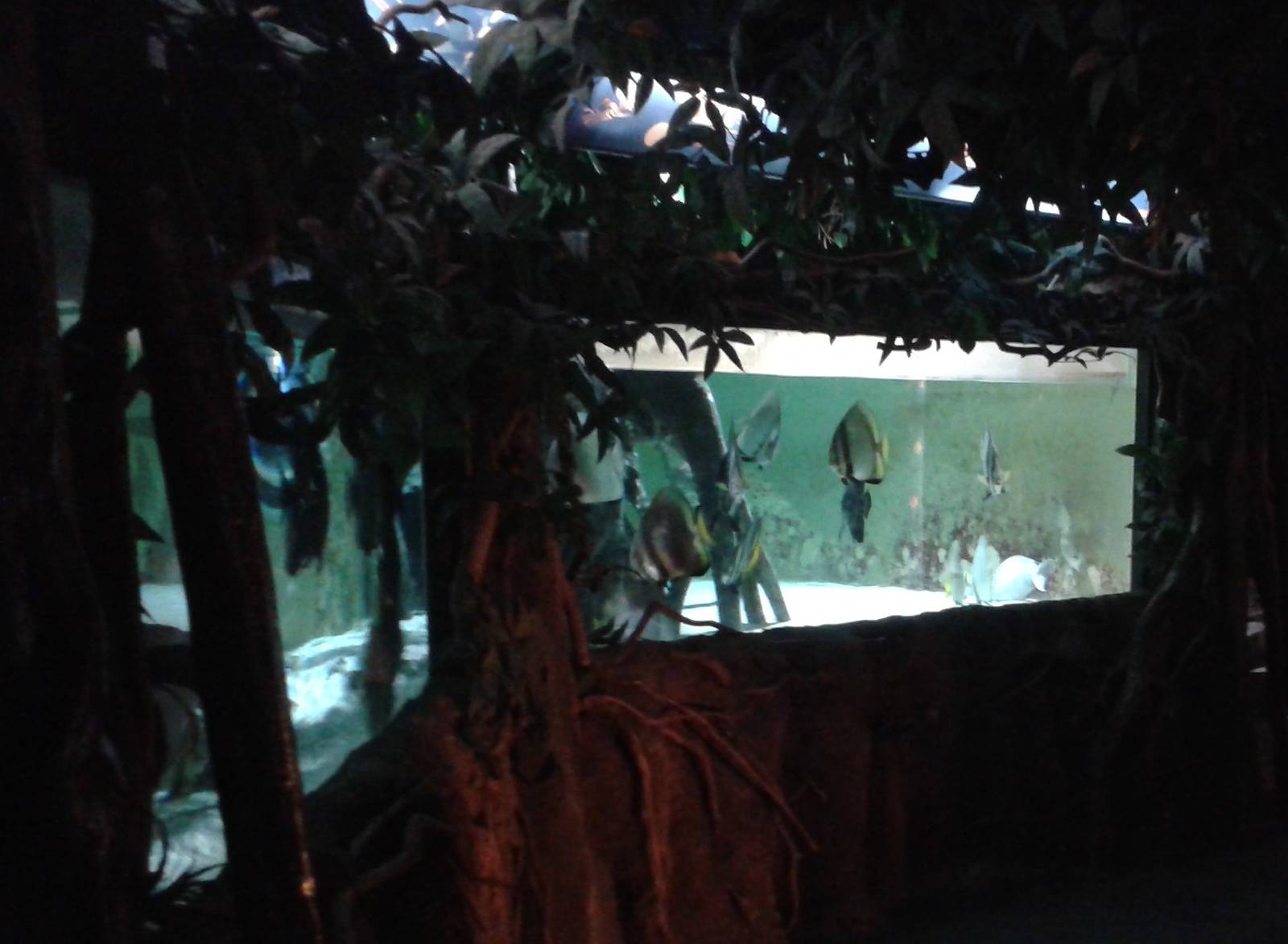 Aquqrium in the Mangroves