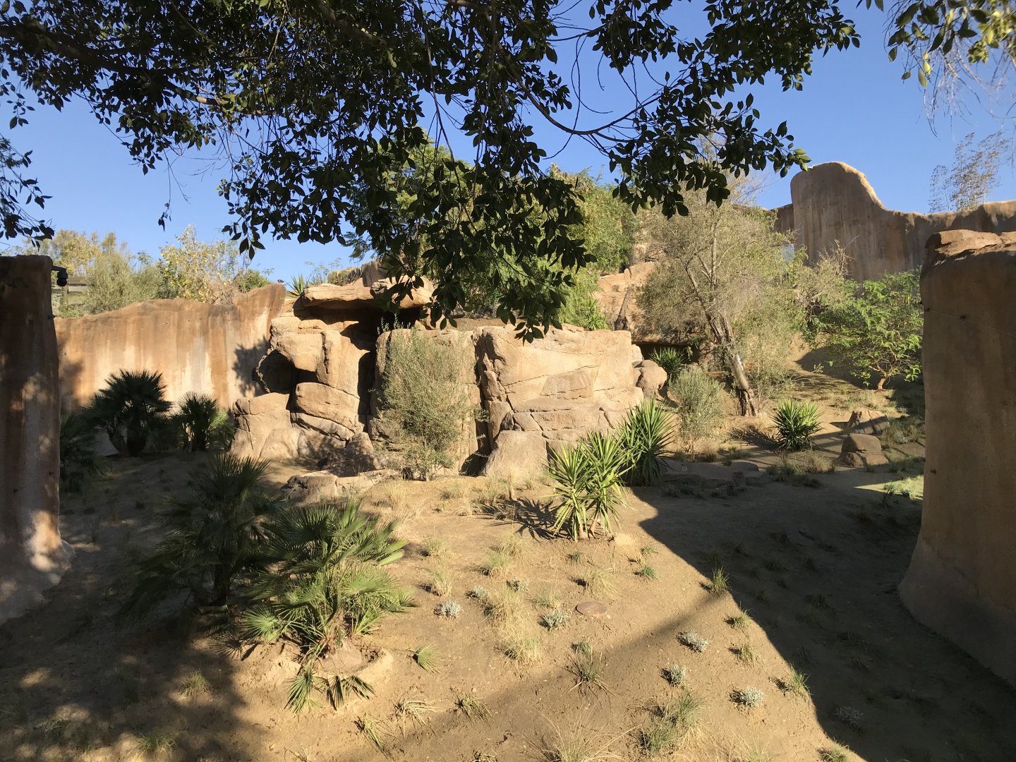 AR Gelada 1 Viewing Area 2 Right