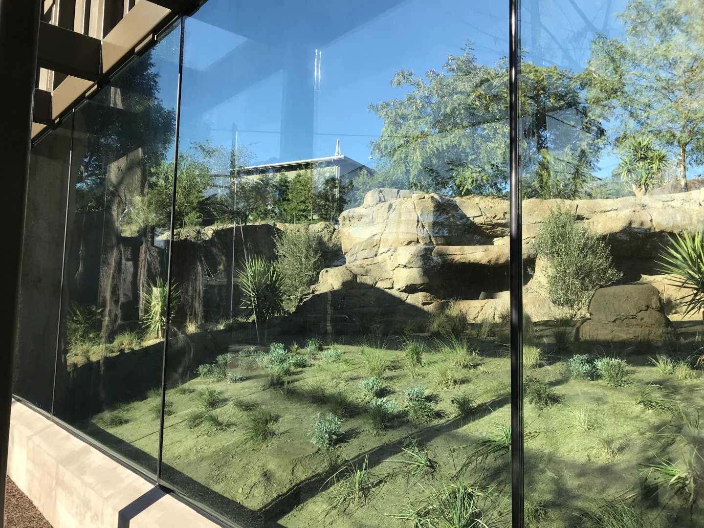 AR Gelada 1 Viewing Area 3 Left 2