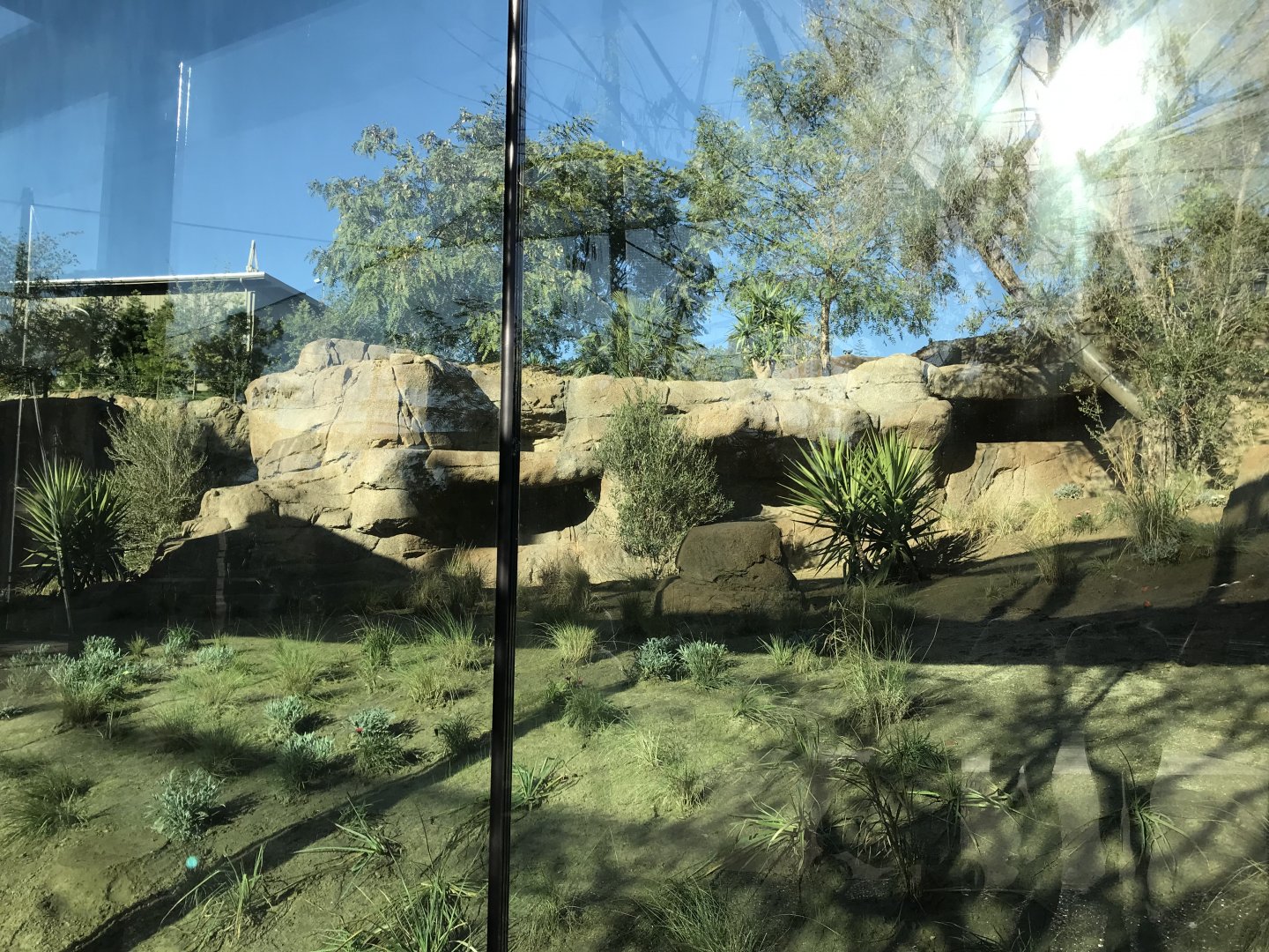 AR Gelada 1 Viewing Area 3 Left