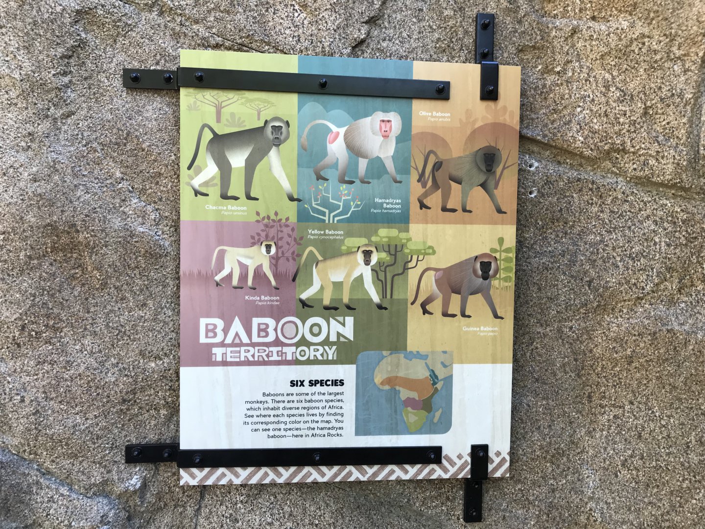 AR Gelada - H Baboon Shared Sign 1