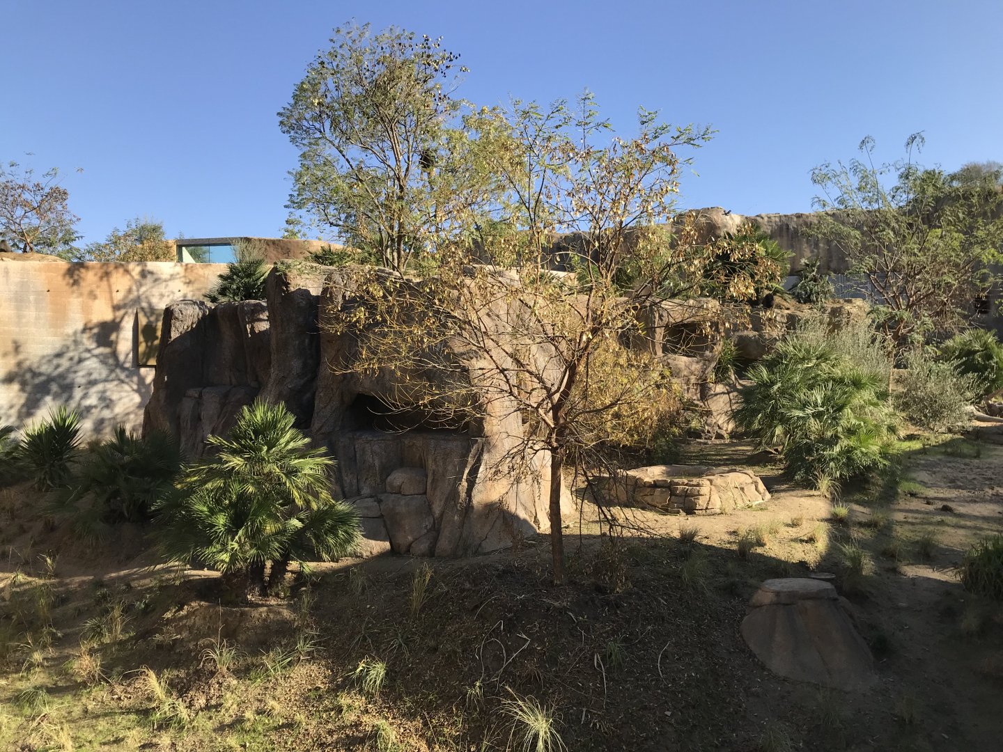 AR Gelada - H Baboon Shared Viewing Area 1 Center
